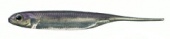 Силиконовая приманка Fish Arrow Flash J 2" #25 (Lake Wakasagi/Silver)